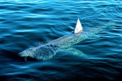 Kæmpe haj set ud for Esbjerg!