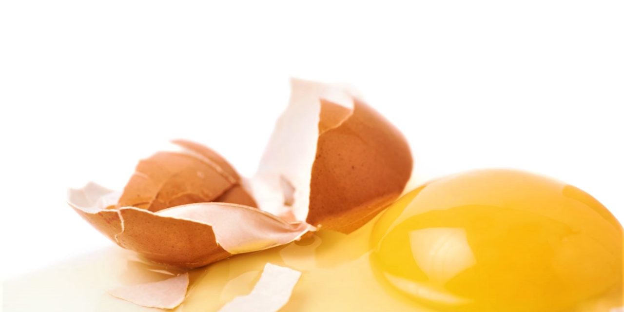 Den hvide ”snor” i ægget er altså ikke kyllingens navlestreng!