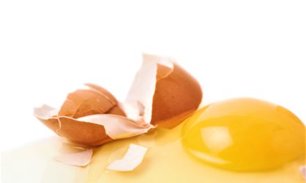Den hvide ”snor” i ægget er altså ikke kyllingens navlestreng!