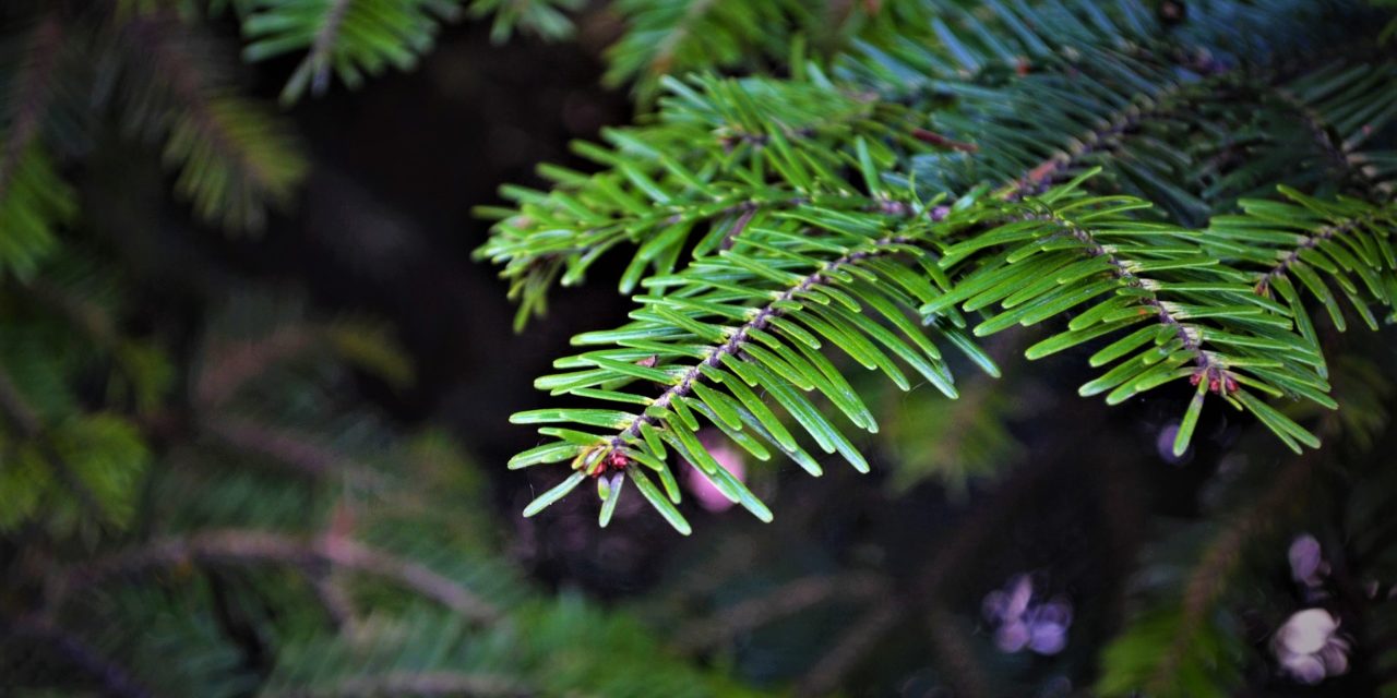 Vælg bæredygtig juletræ og rid med på den grønne bølge!