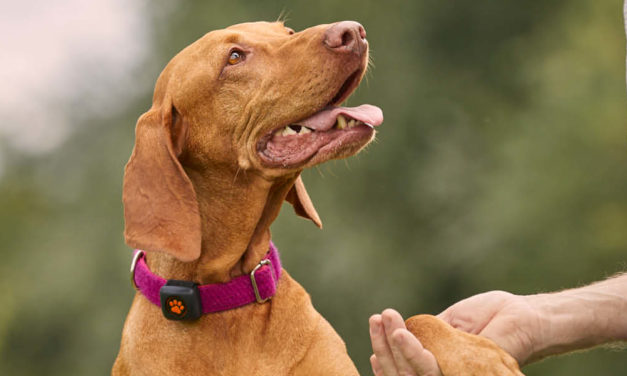 Det har aldrig været sjovere at holde sin hund sund!