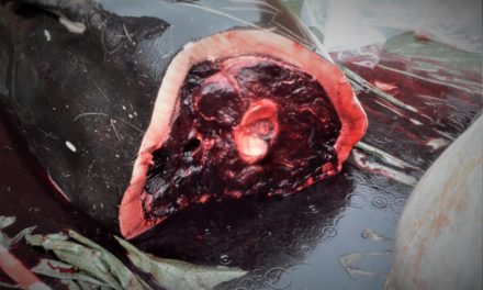 Hvalen har plastik i maven og parasitter i lungerne!