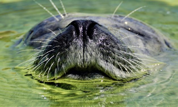 Hjælpepakke på 48 millioner til zoo og akvarier!