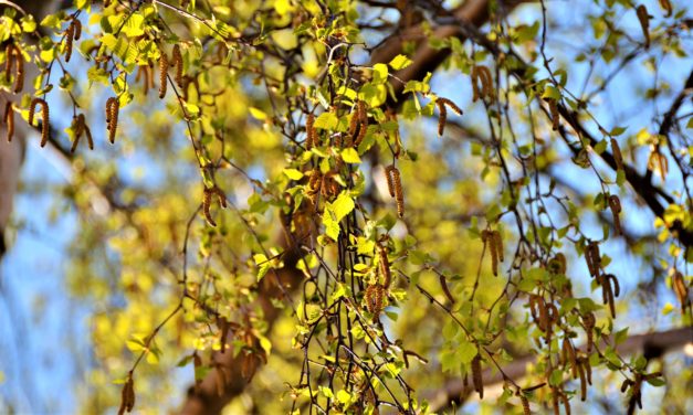 Så er der birkepollen i luften!