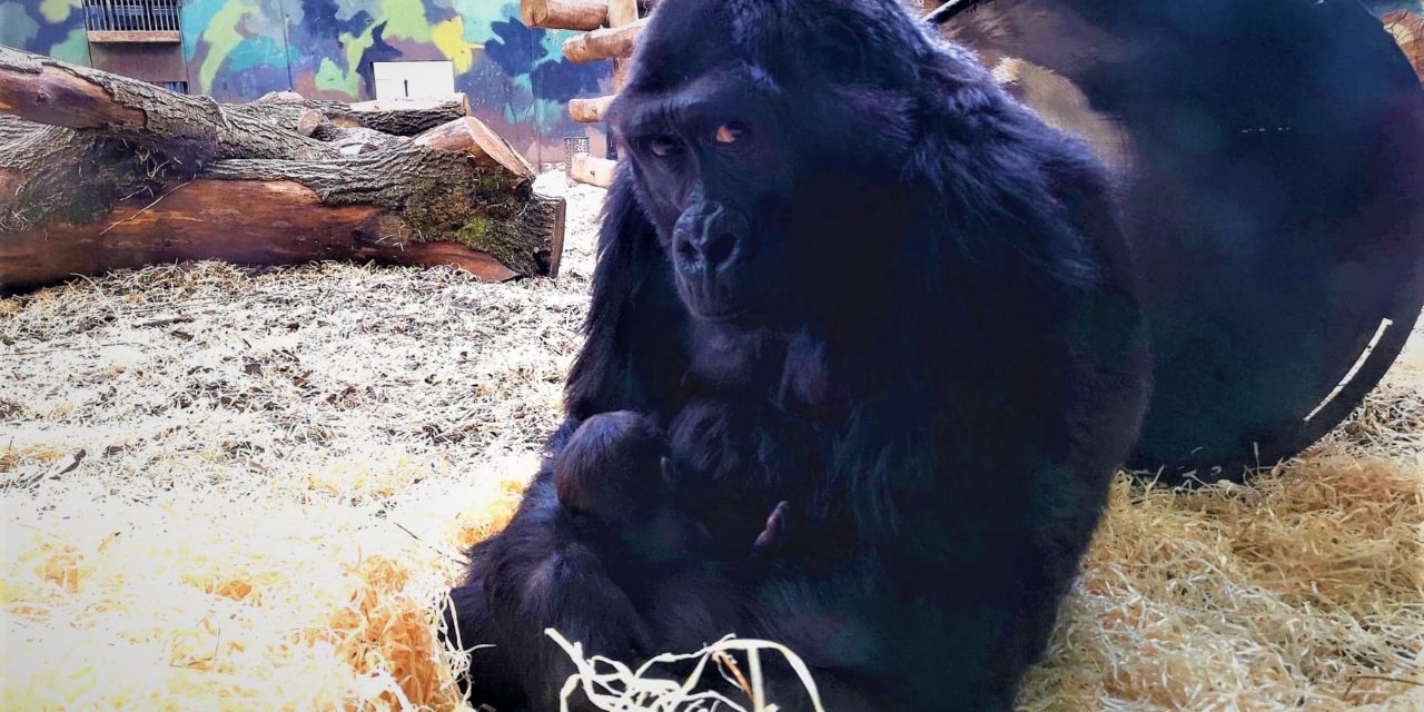 Nyfødt gorilla i GIVSKUD ZOO – ZOOTOPIA!