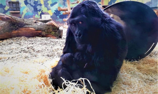Nyfødt gorilla i GIVSKUD ZOO – ZOOTOPIA!