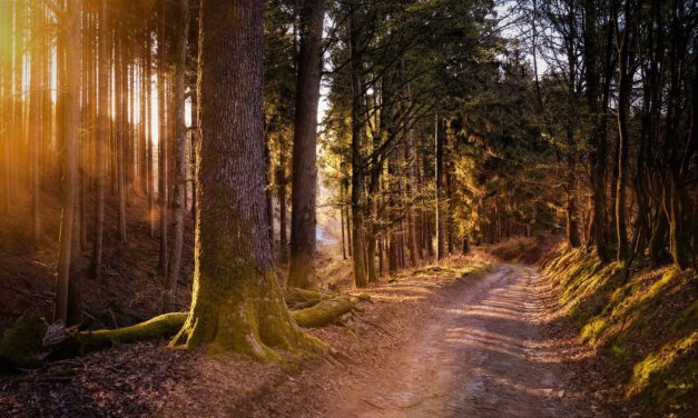 Telttur i de danske skove hitter – nu med endnu flere steder!