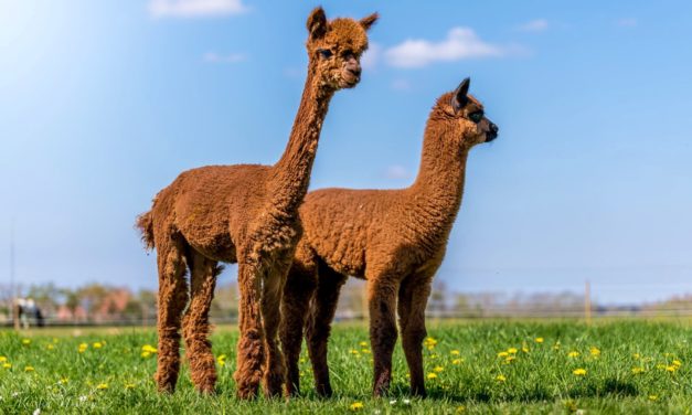 Charme og lækkert hår!