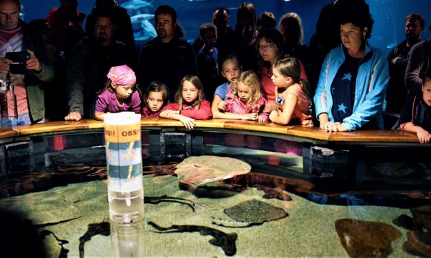 Fiskeri – og SØFARTMUSEET; Vilde vandbingo.dk