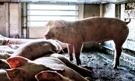 Dyrenes Beskyttelse til vred erhvervsliv: Nye krav til grisetransporter er en sejr for dyrevelfærden!