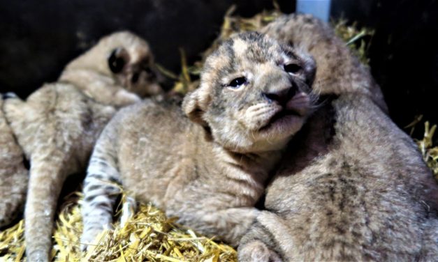 Nyt kuld lækre løveunger i Givskud!