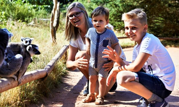 Halv pris på endagsbilletten til GIVSKUD ZOO – i ferien!