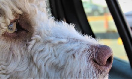 Hunde efterlades stadig i varme biler: 126 sager i 2019!
