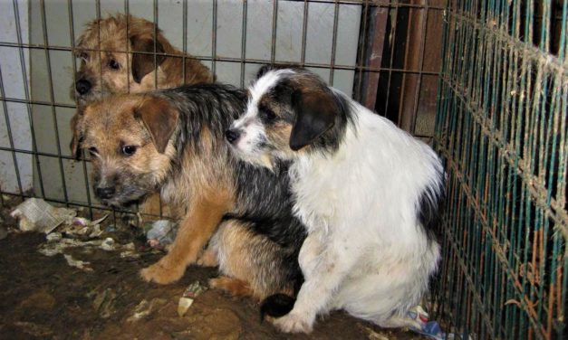 NY RAPPORT: ULOVLIG HANDEL MED KÆLEDYR ER OMFATTENDE!