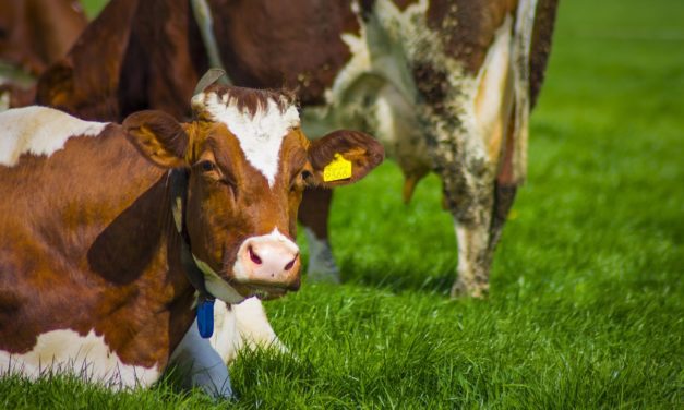 Landmænd advarer: Dødsensfarligt!