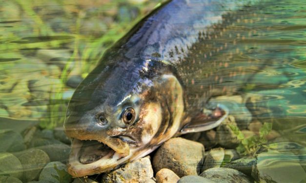 Flere og flere har fangst – dog uden fisketegn!