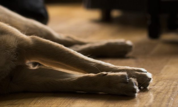 Dansk hund smittet med corona-virus!