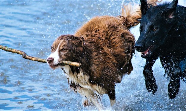HUSK dit kæledyr og tag forholdsregler i sommervarmen!