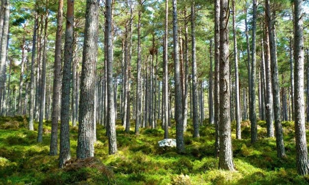 Lysten til at sove i telt i det fri er steget markant!