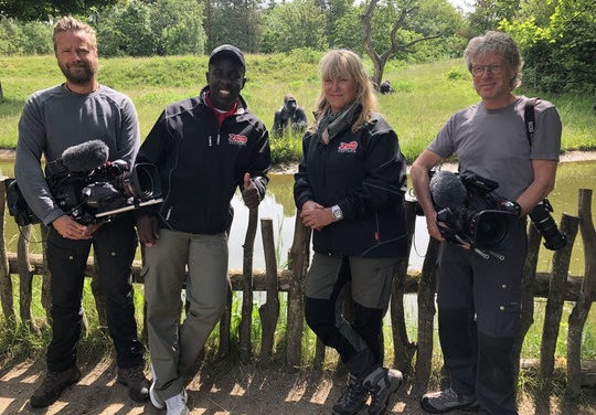 Givskuds Gorilla-unge navngivet af TV-værter.