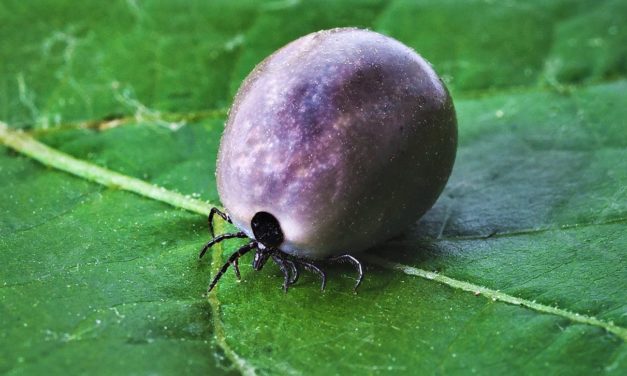 Sjælden flåtvirus breder sig i Danmark!