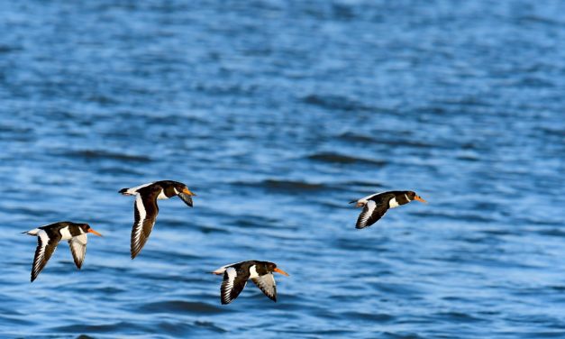 Åbent hus på Blåvand Fuglestation!