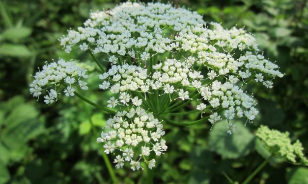 Slip af med skvalderkål – eller nyd det som det er!