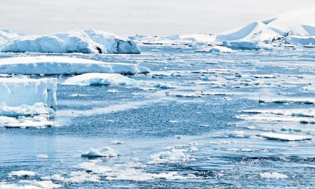 Forskere slår alarm: Aldrig været mindre!