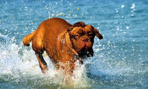 Husker du menneskets bedste ven i sommervarmen?