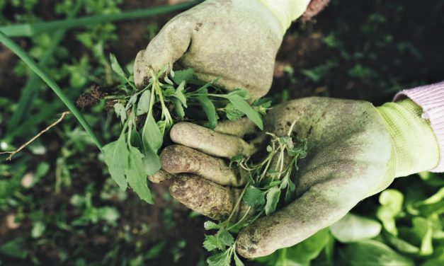Ukrudtsmiddel: Tænk dig om!