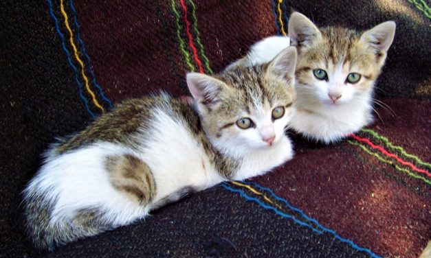 Dyrenes Beskyttelse: Fordoblet antal killinger!