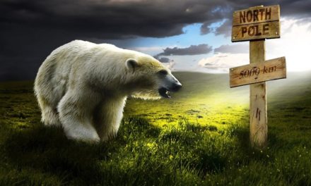 Det kan snart være slut med isbjørne her på kloden!