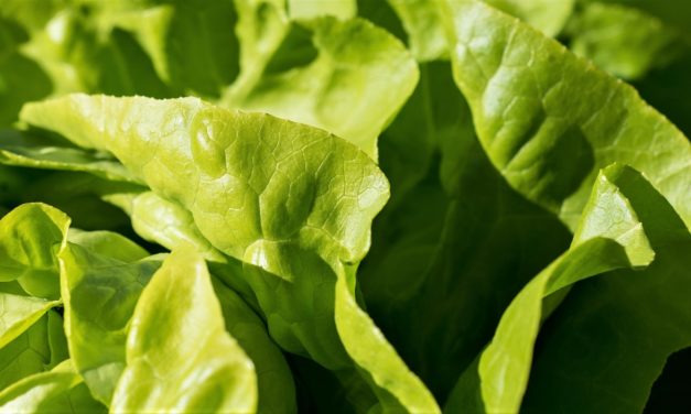 Absolut ikke nok at skylle: Bakterierne finder vej!