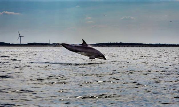 Hjælp med at identificere Flipper eller delle!