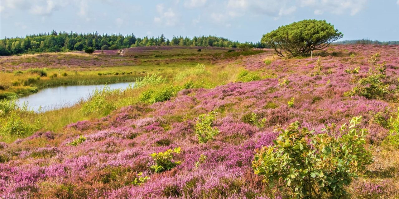 Danmarks Naturfredning vil beskytte Marbæk området!