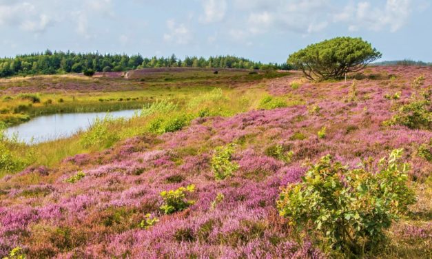 Danmarks Naturfredning vil beskytte Marbæk området!