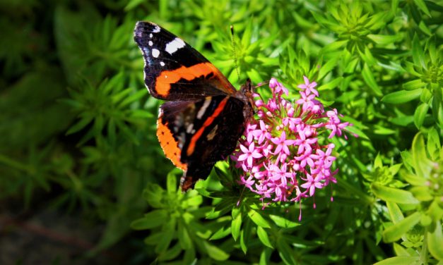 Hjælp havens dyr i tørken!