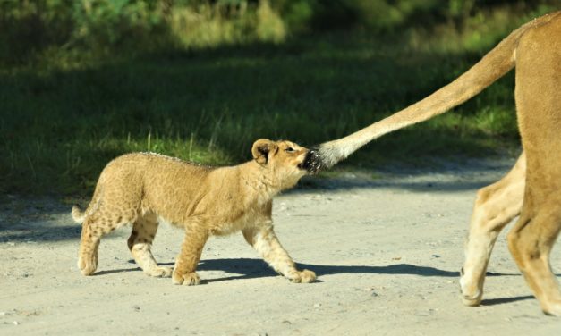 Nu kan GIVSKUD ZOO’s løveunger opleves i anlægget!