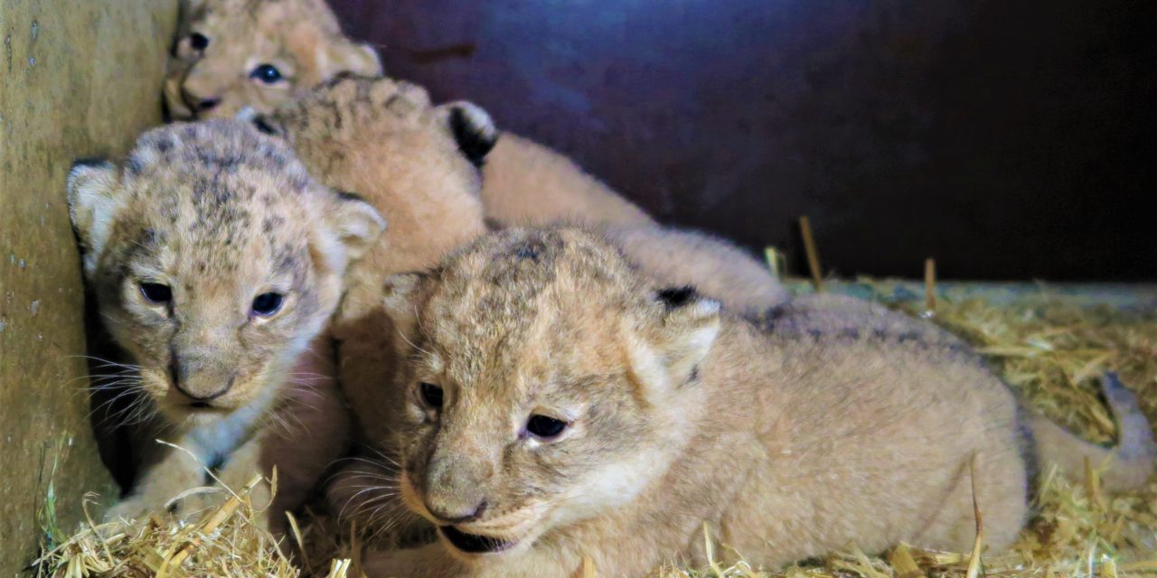 Givskud Zoo får årets tredje kuld løveunger!