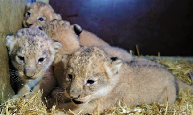 Givskud Zoo får årets tredje kuld løveunger!