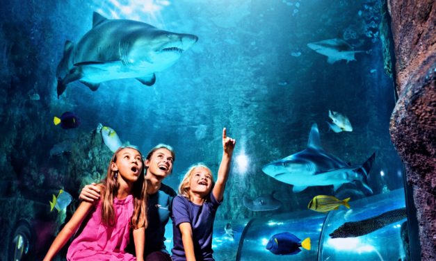 H.K.H Kronprinsessen skal udsætte forhistorisk rokke i Kattegat!