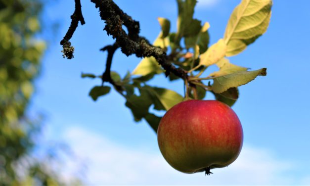 Må andre plukke bær, frugter og blomster fra din have?