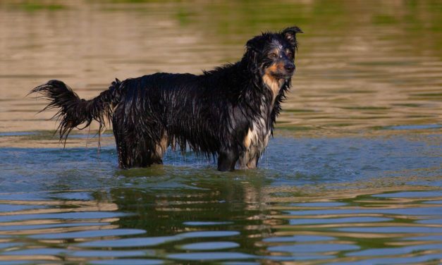 Dyrenes Beskyttelse: Pas på kæledyrene under hedebølgen!