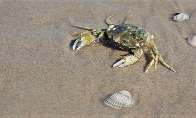 DROP SPANDEN: SÅDAN PASSER DU PÅ HAVETS SMÅDYR I VANDKANTEN!