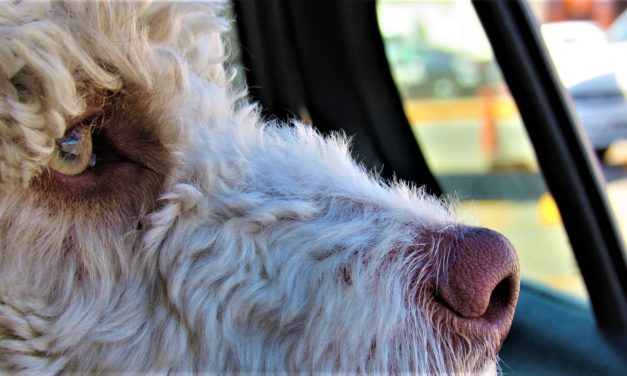 Så hurtigt stiger temperaturen i bilen: Livsfarligt!