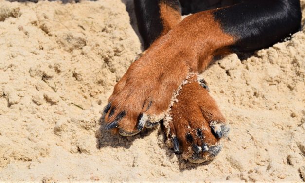 Advarsel: Pas på hundens poter!