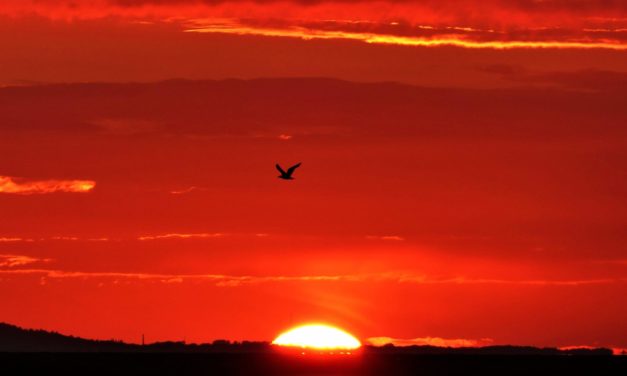 Corona: Nordmænd i Danmark advares med SMS!