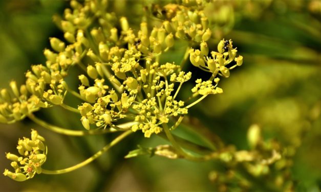 Flot ser den ud, men hold dig fra den gule pastinak – den er giftig!