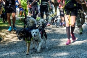 Motion med hunden hitter: Det skal du vide, før du løbetræner med din hund!
