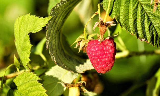 8 gode råd for din have i september!